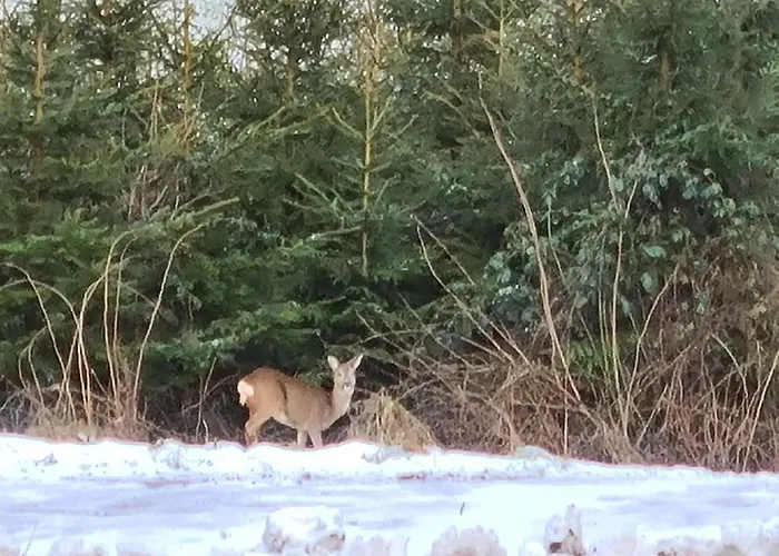 Hennemann Schmallenberg